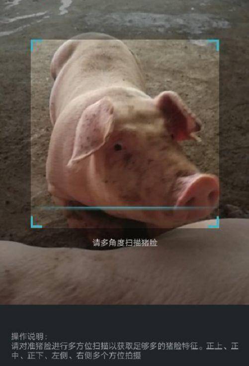  确认过你的脸，你是猪
