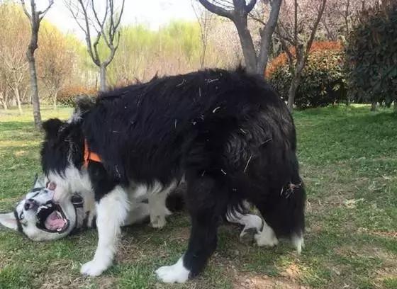 永不为奴的哈士奇,这次打架终于不是赢在表情包了