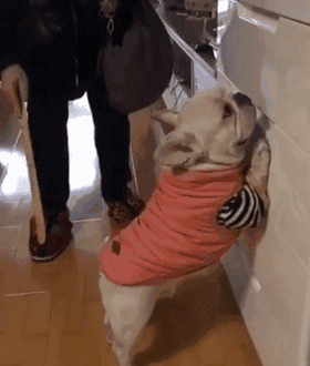 搞笑gif!这难道就是传说中的狗中