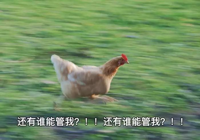 林更新的粉丝都是魔鬼吧