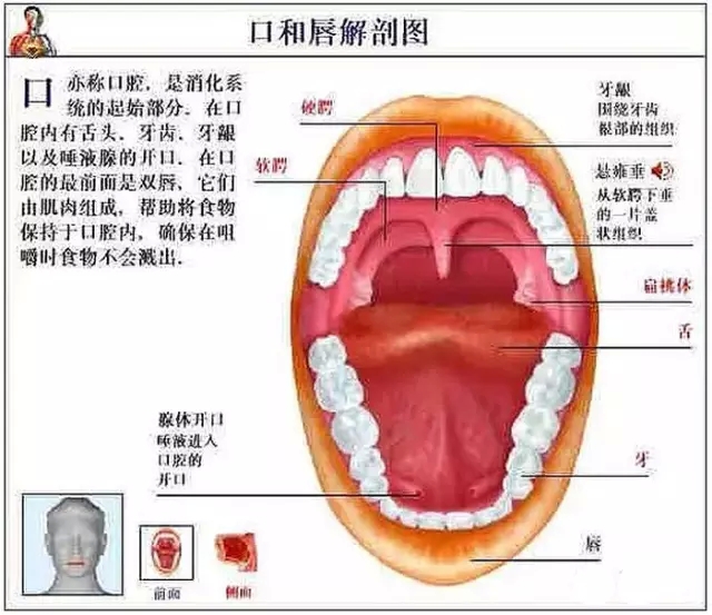 首大张洋:现代人的"大众病"—咽喉炎