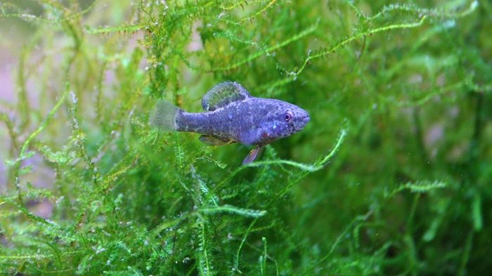 丰田马自达投600万美元以保护阿拉巴马州特殊鱼类