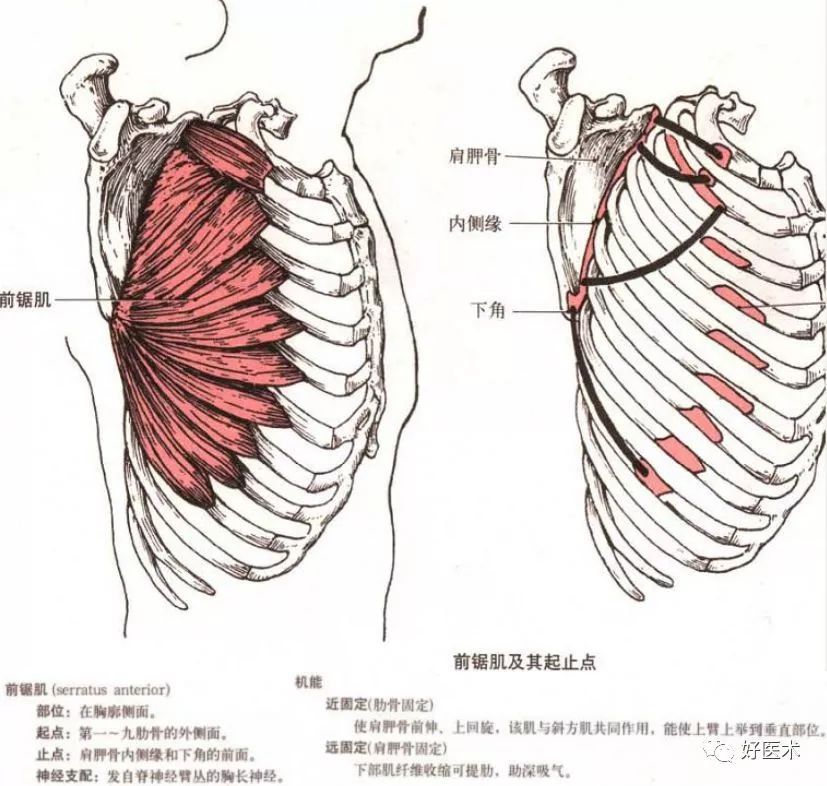 呈梭形,起端有两个头,长头以长腱起自肩胛骨盂上结节,通过肩关节囊