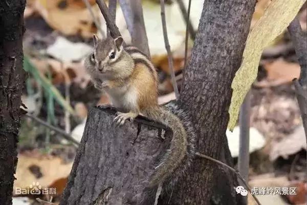 重磅!两小时高铁游带你玩遍哈尔滨至牡丹江周边景区!