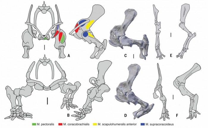 科学家在波兰发现大象般大小的原始哺乳动物