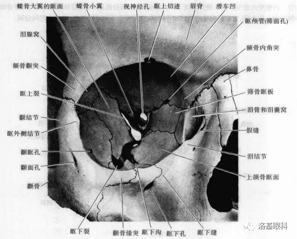 眼眶壁由眶上壁,眶内壁,眶下壁和眶外壁组成,分别相邻于前颅窝,额窦