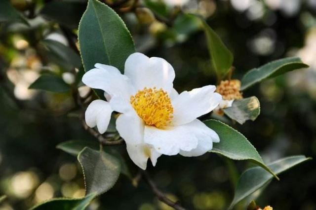 知否知否,油茶全身都是宝!