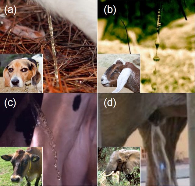 靠搞笑登上《nature》封面，他戴着马桶圈领“诺奖”