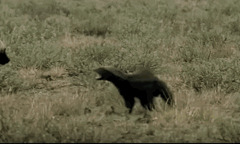 马云这个平头哥太狠了