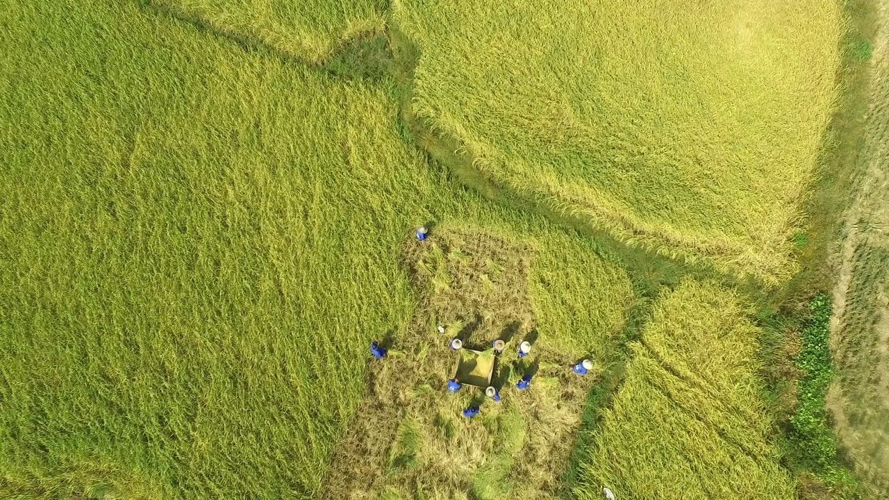 曾多次被安利的网红年糕，久煮不糊，Q弹不粘黏，年味必备｜最生活