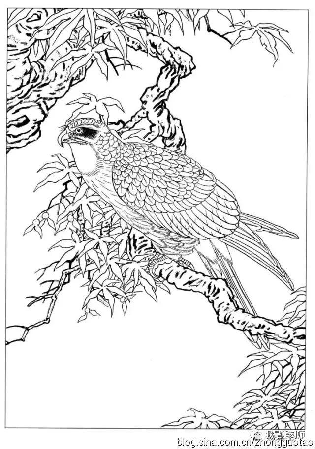 我是雕刻师工笔画-白描图谱之鹰__凤凰网