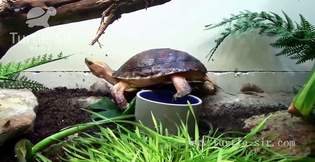 宠物龟的珍贵程度,金钱龟才第五,您可知第一是?「龟谷鳖老」