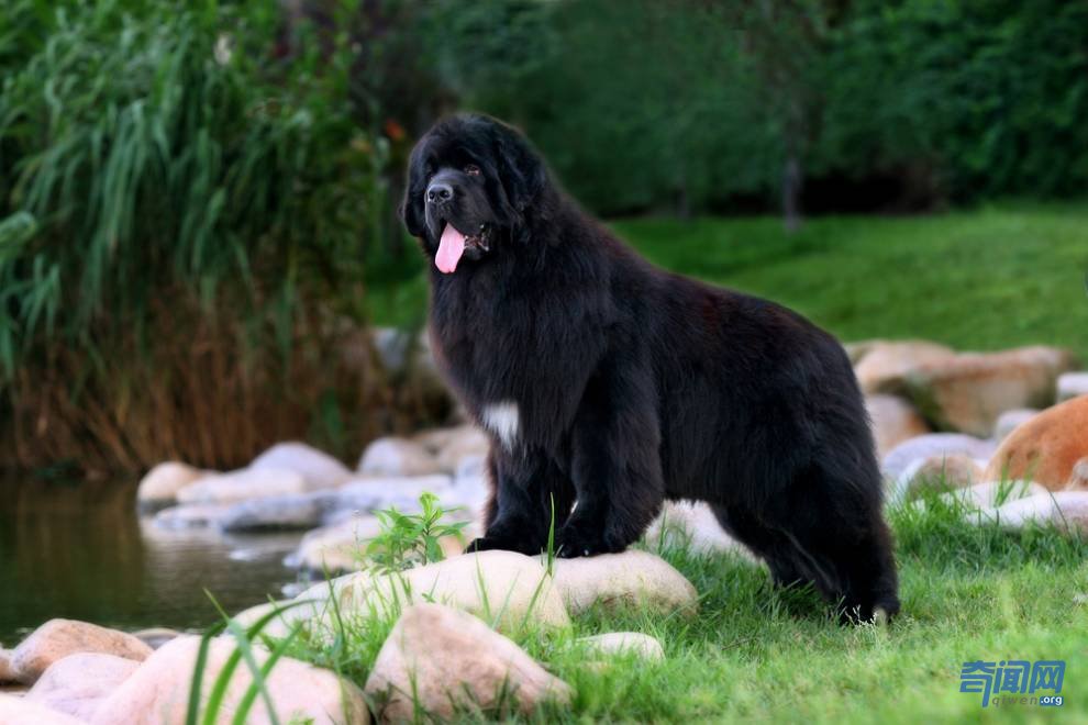 世界上最大的狗都有哪些?爱尔兰猎狼犬甚至可以扑杀野狼