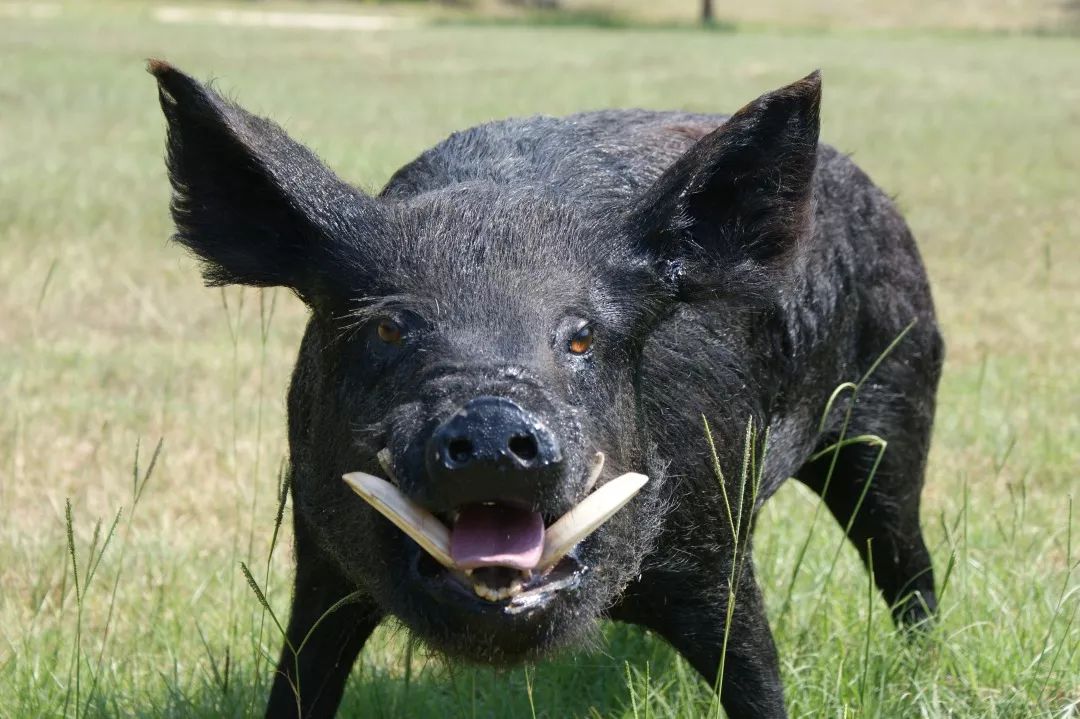 家猪宝宝丨pixabay 而动画片,纪录片里的野猪都长了一张凶巴巴的,饱经