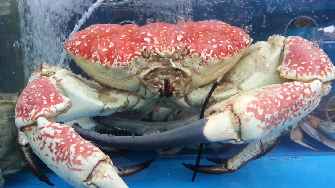 我们都知道,世界上最大的螃蟹是杀人蟹,这种螃蟹长相十分狰狞,给人一