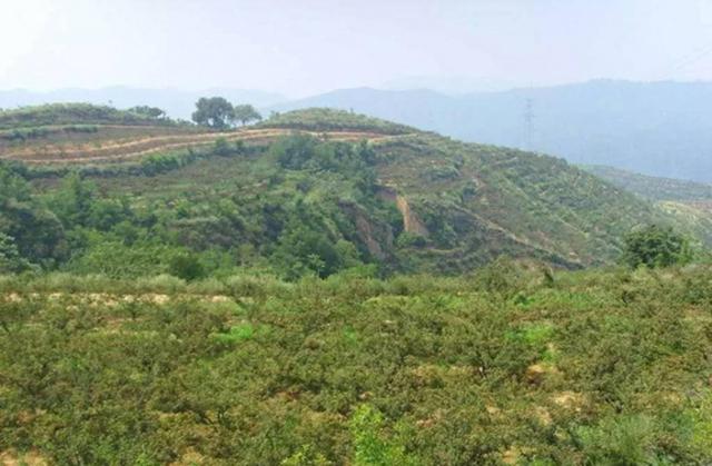 花椒栽培技术 花椒生长与环境条件