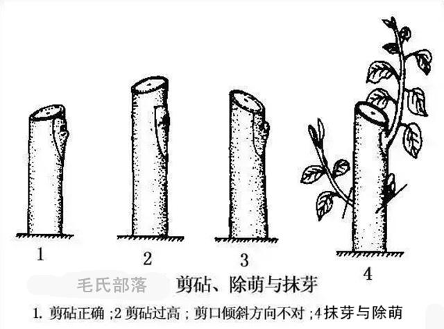 果树高级栽培技术 嫁接大全