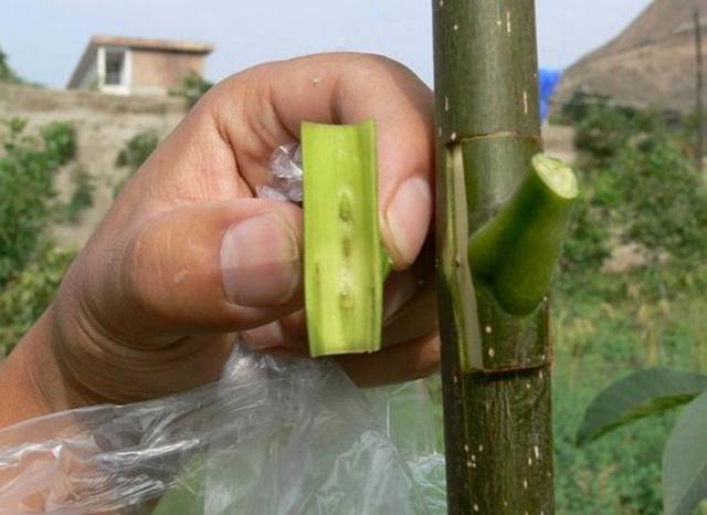 果头领 果树嫁接成活原理