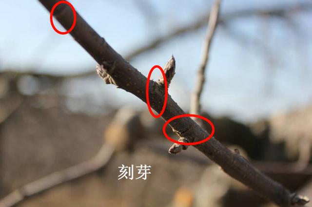 果树修剪技术 牵制理论之八项控冠