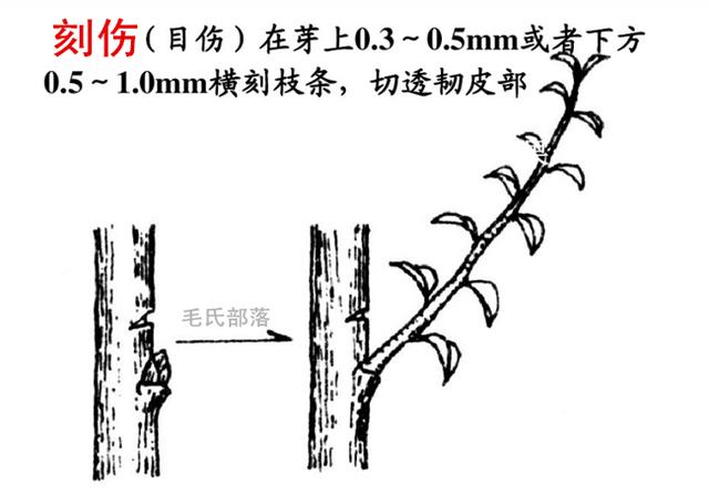 果树修剪技术 牵制理论之八项控冠