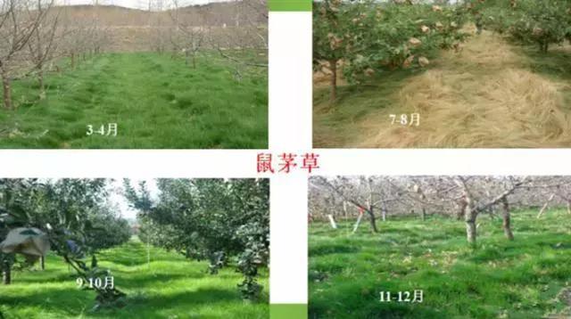 果树栽培高级技术 人工生草草种的选择