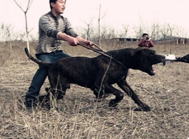二十种猛犬排名,进一步感受巨无霸的魅力