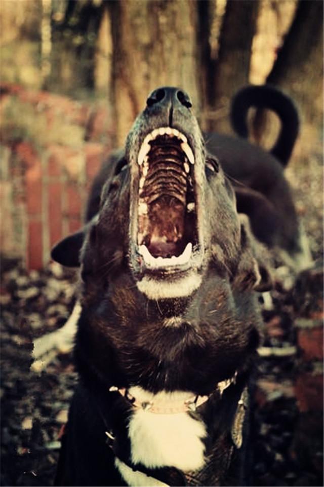 二十种猛犬排名,进一步感受巨无霸的魅力
