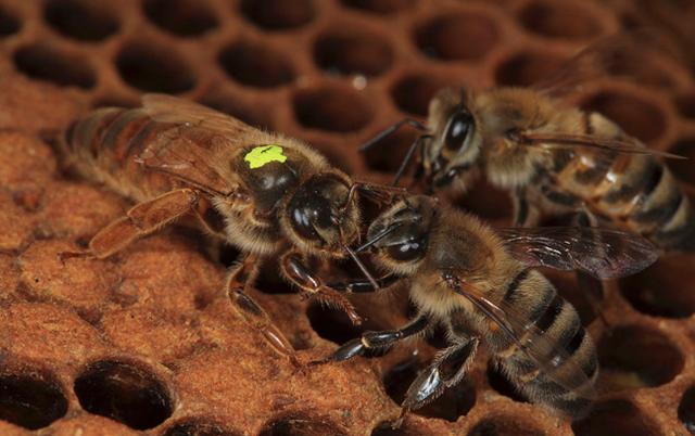 蜂头领 蜜蜂的生活习性