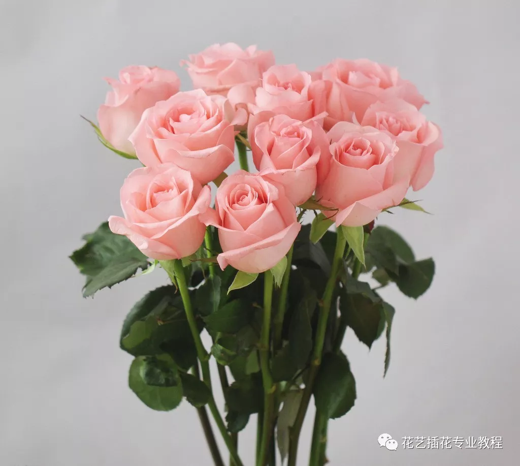 粉色玫瑰花代表什么意思 满天星搭配粉玫瑰花语_华夏智能网