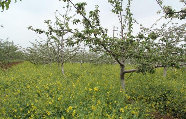 果树建园 旱作山地果树种植技术