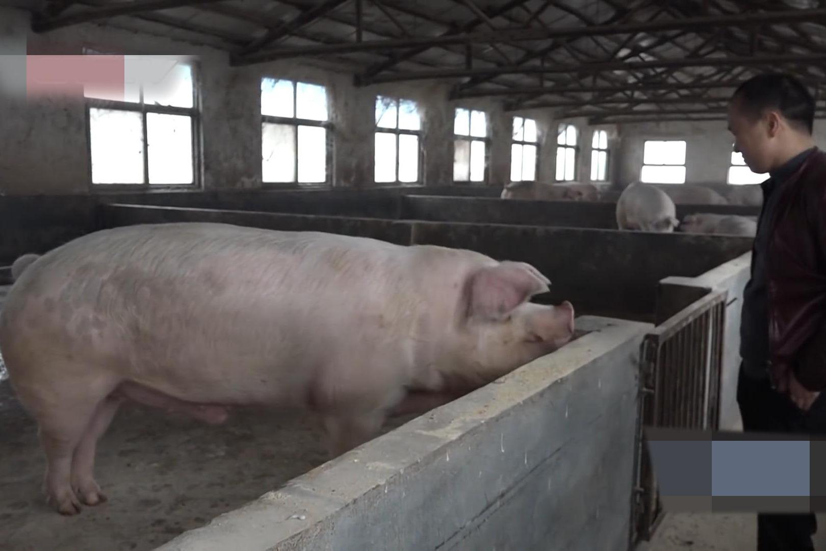“猪王”身长2.1米，重达1500斤，原来猪可以长这么大