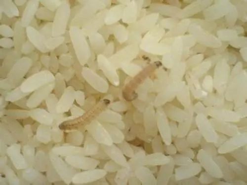 这个 6000 万人都在吃的食物,竟然是 1 级致癌物!