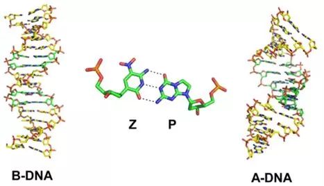 science 重磅 首次构建出由8种核苷酸组成的dna 从而让dna编码能力增加一倍 凤凰网健康 凤凰网
