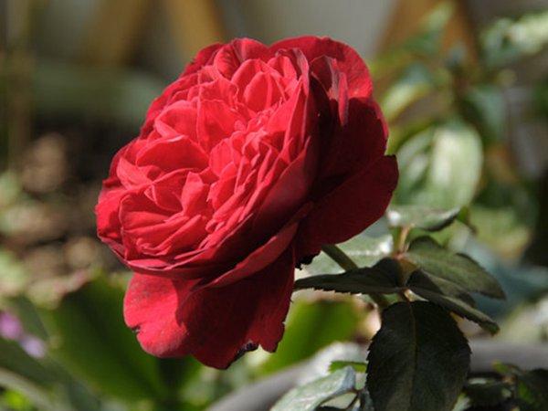 月季品种“玫瑰国度的天使”,单单就这名字,就足够让人向往了