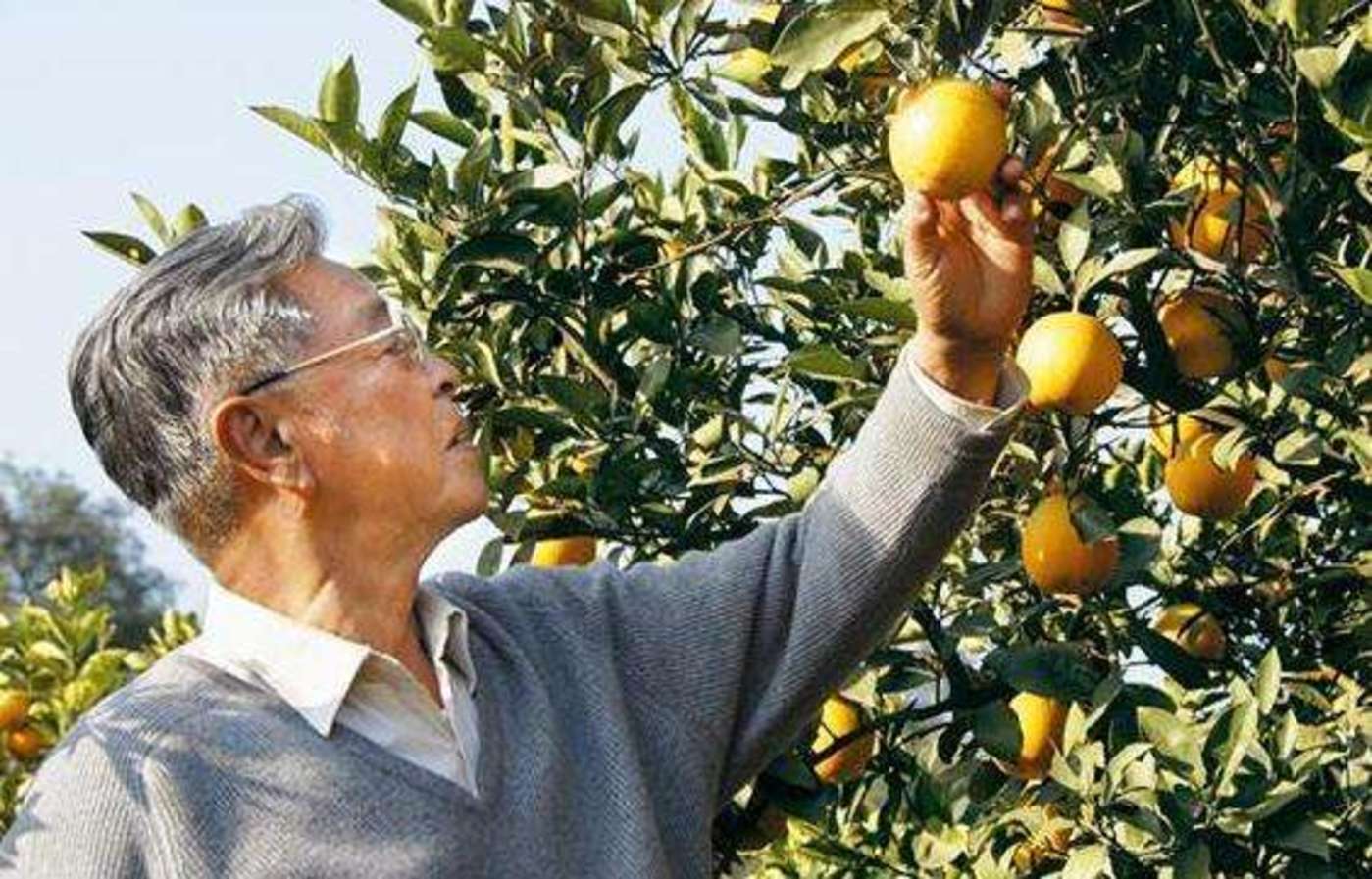 褚时健走了:从打造红塔集团,到被判入狱,再以74岁高龄创立褚橙成为传奇