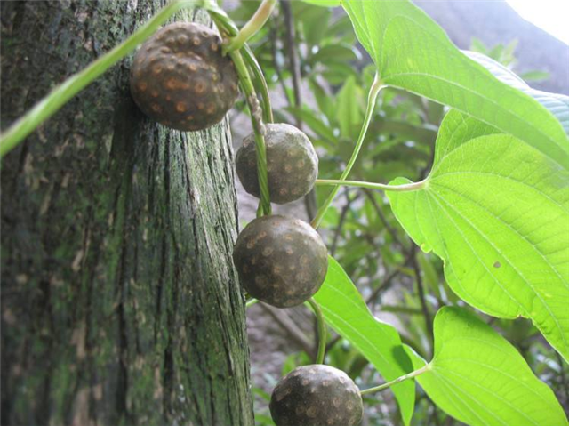 这个植物叫做黄药子,叶子像一片心形,可观赏,价值珍贵