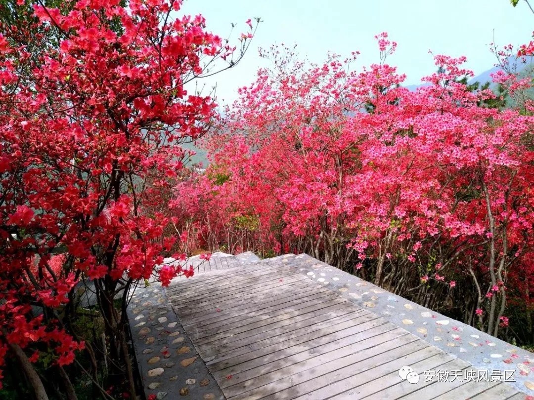 杜鹃花