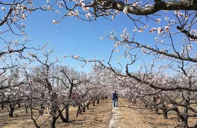 新庄堡杏树基地有 骆驼黄,红荷包,偏头