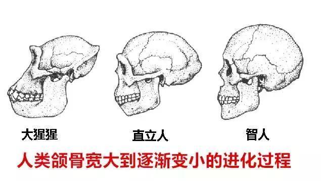 你的智齿需求拔除么？