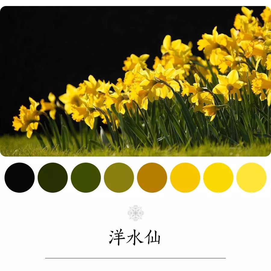 洋水仙