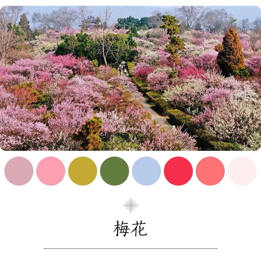 梅花