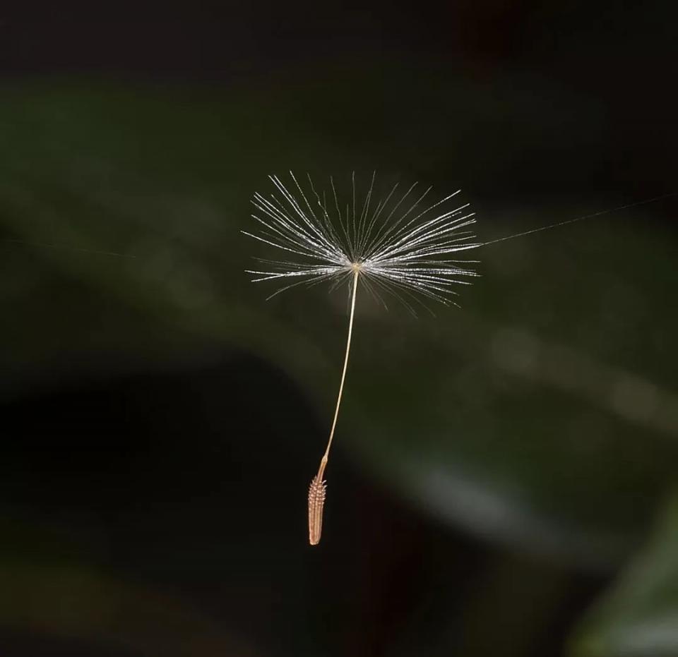 科学  飘飞的蒲公英瘦果.