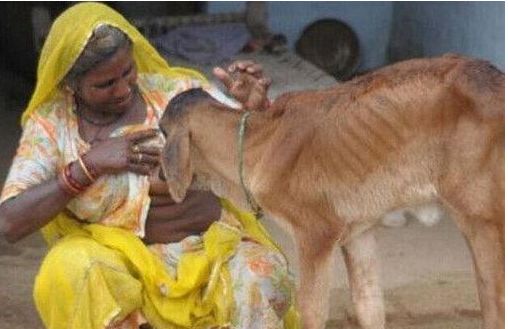 印度48岁老妇给牛喂母乳，3年后牛变这样！网友：能喝饱？