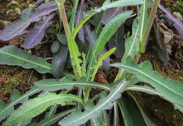 这种野生植物可治多种疾病,农村才有的植物