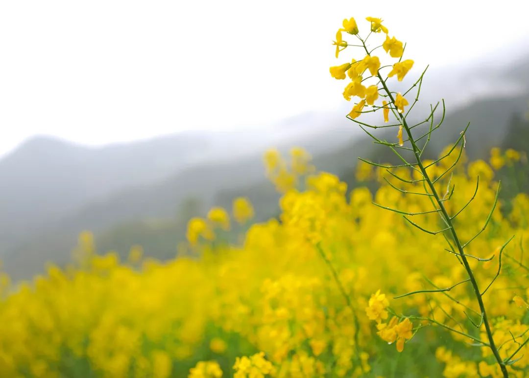 江岭:婺源油菜花的纯粹#拍照发圈