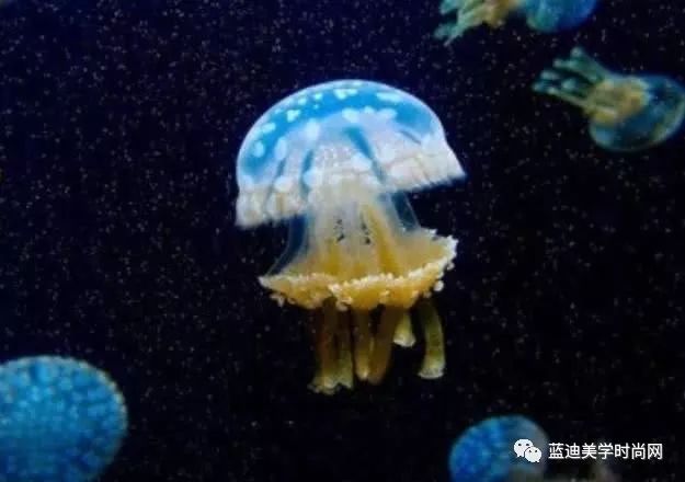 心理测试：4只水母，哪只要毒？测你身边有小人做祟吗？（心理测试40题几分一般）