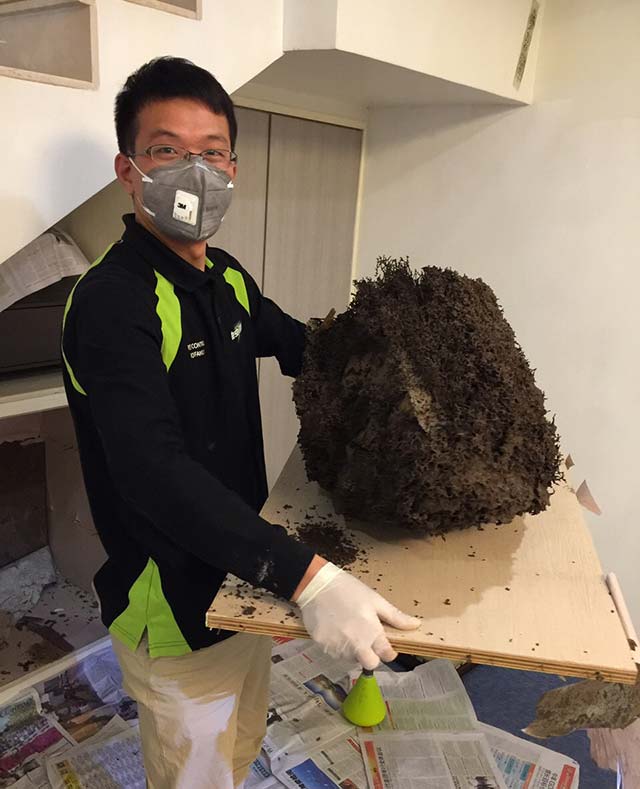 白蚁巢穴