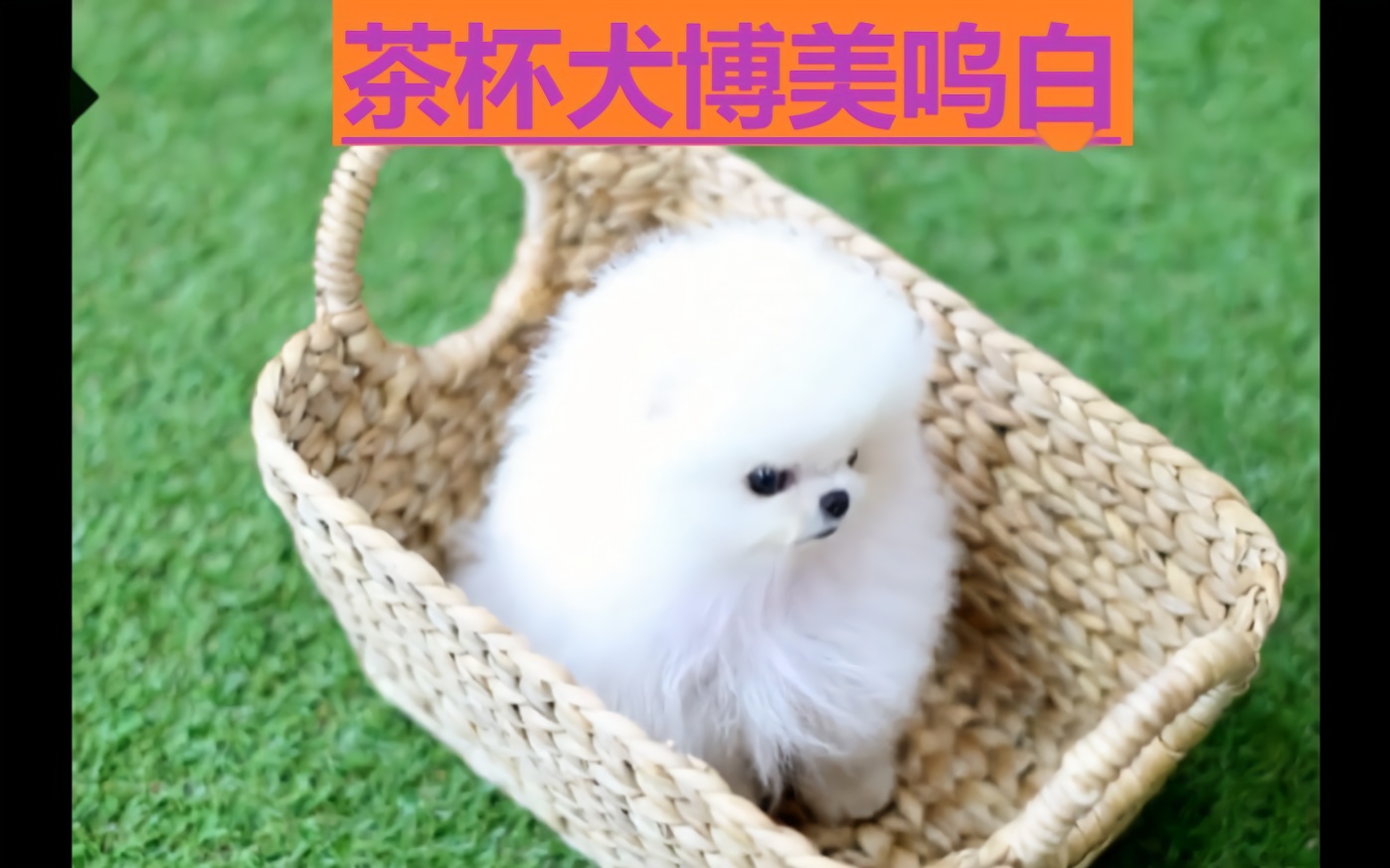 茶杯犬博美呜白把我萌化了~——《vito萌宠拍》
