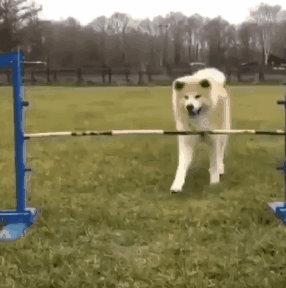 有些狗狗可以飞檐走壁,有些狗狗的腿,就是 摆设加搞笑用的,不信你看