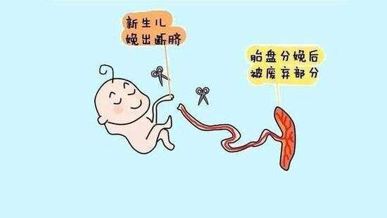 剪断脐带的时候,宝宝有多疼?